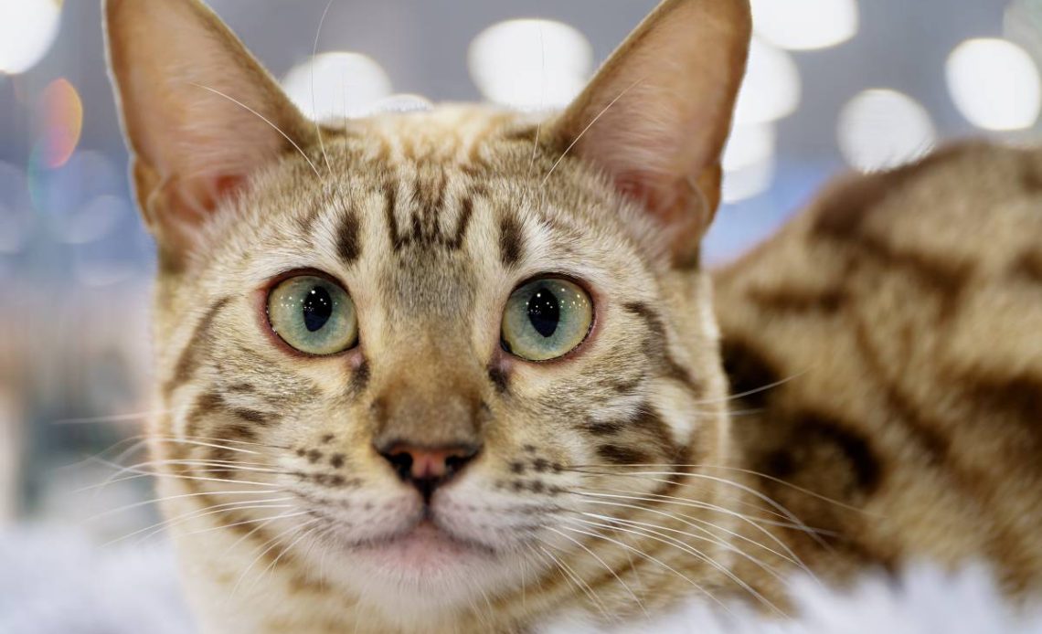 ocicat kot